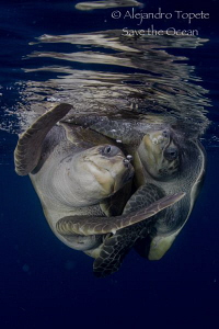 Turtle in the Sea, Puerto Vallarta México by Alejandro Topete 